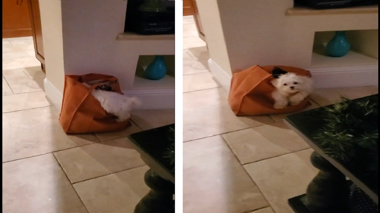 Curious pup gets stuck. He is too cute with his little white face!