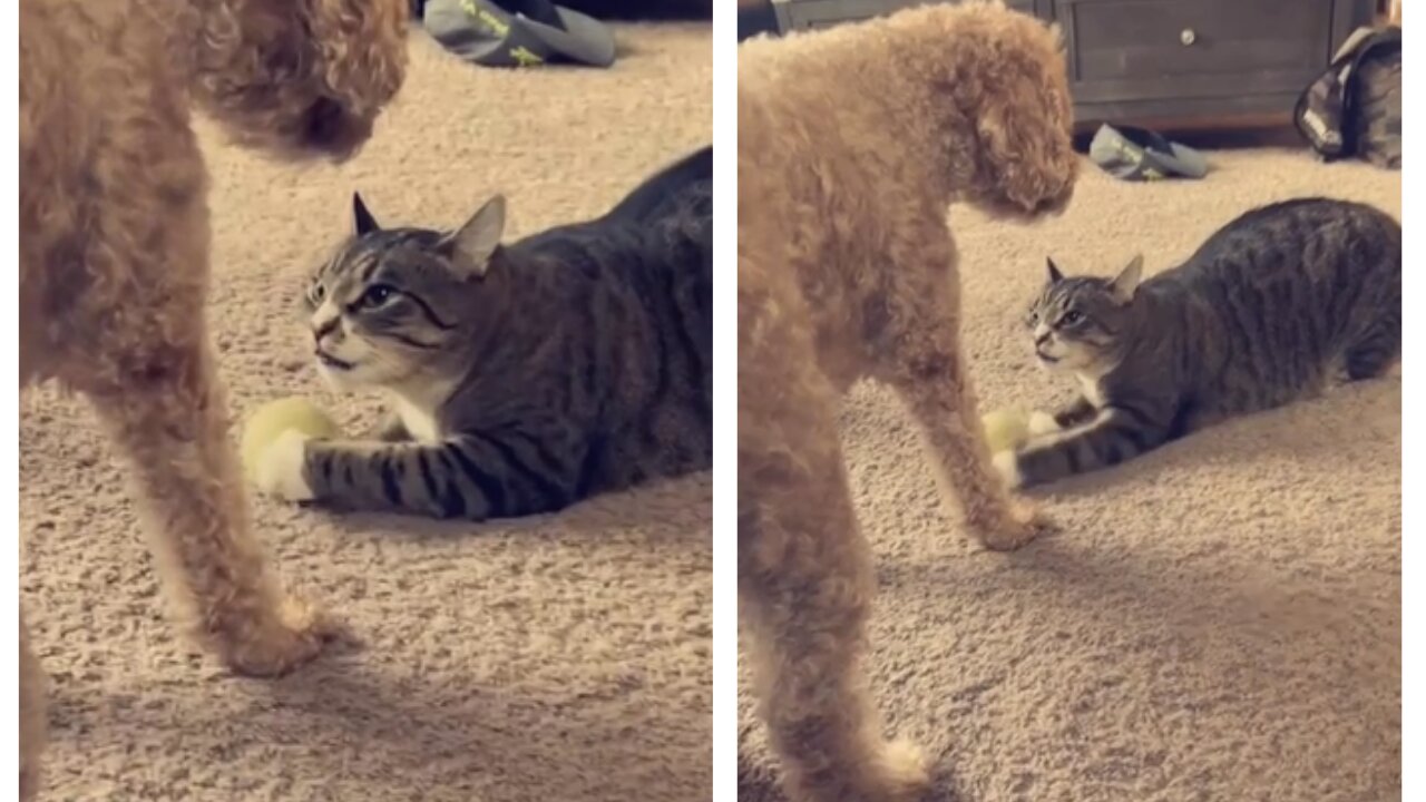 Cat adorable sneakily tries to steal ball but gets caught by dog