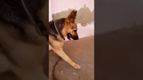 माय डॉग्स नेम अग्नेस चिकनी चमेली #dogs #dogsanimals #shorts #trending #rudrakhatanagurjjar #viral