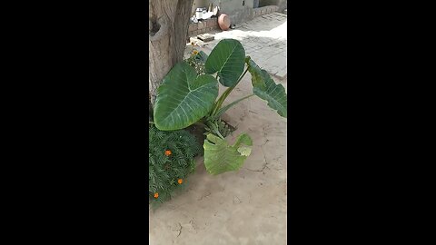 Giant Taro, Big leaf plant