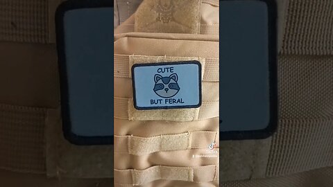 cute but feral #raccoon #animals #patch