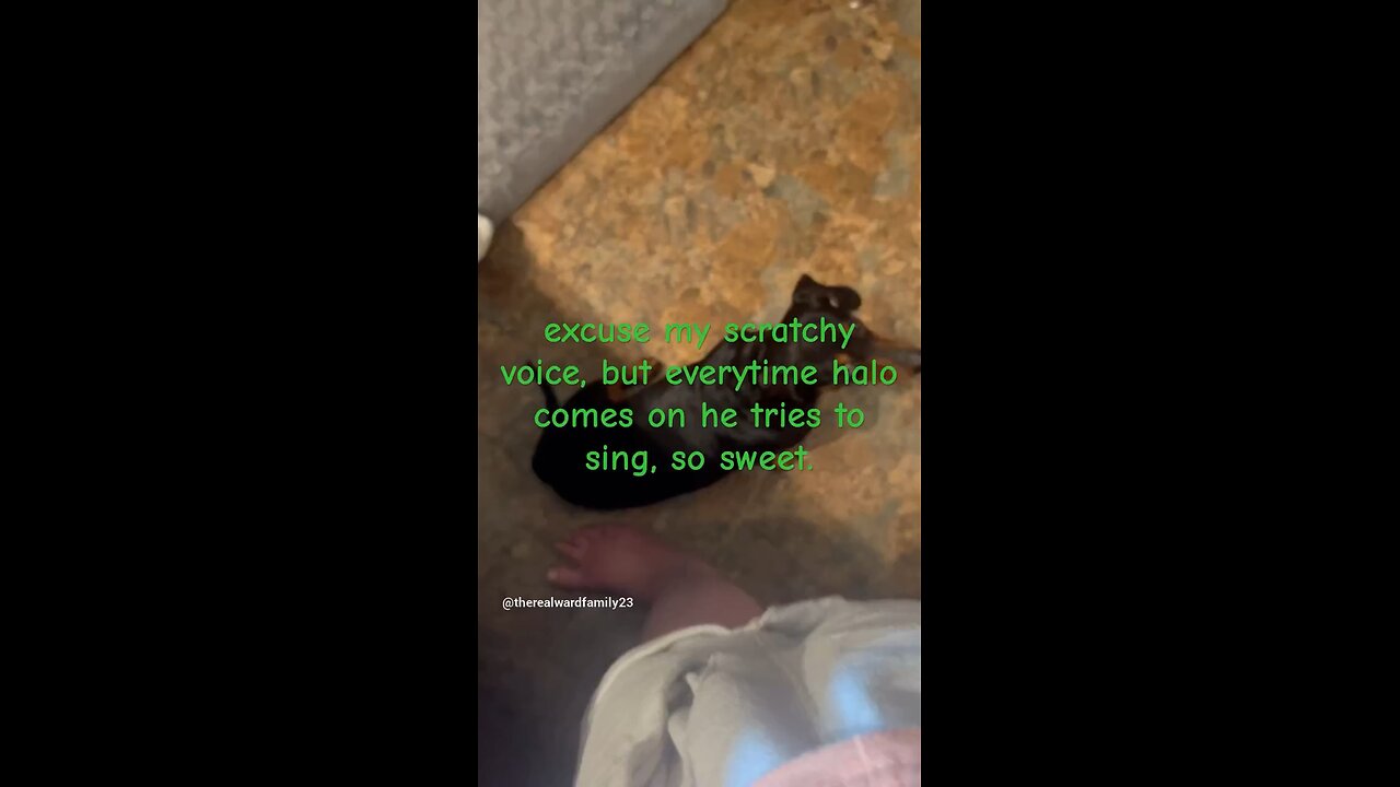 Dachshund sings Halo by beyonce