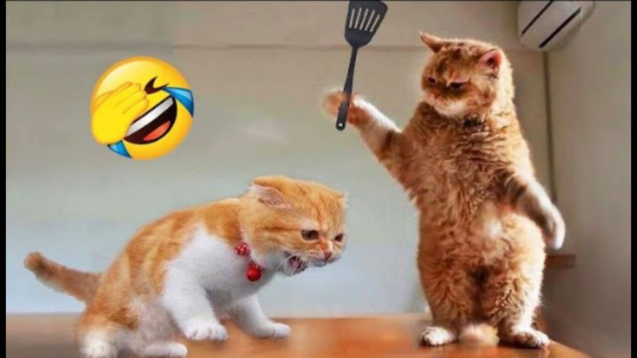 Funnlest animals 🤣 new funny cats and dogs video