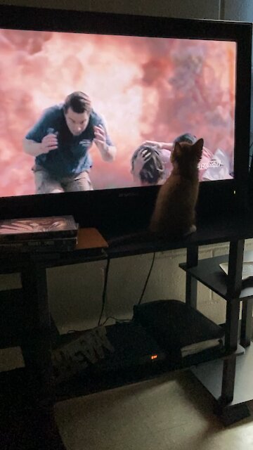 Cat watching Tv