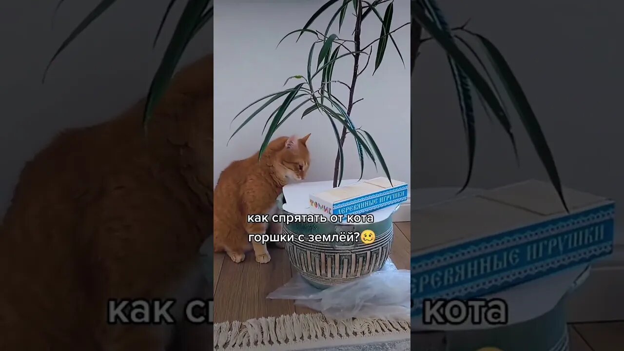 Хитрый 🐈