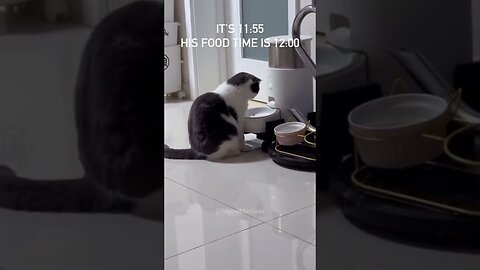 Cats That Will Make You Laugh.