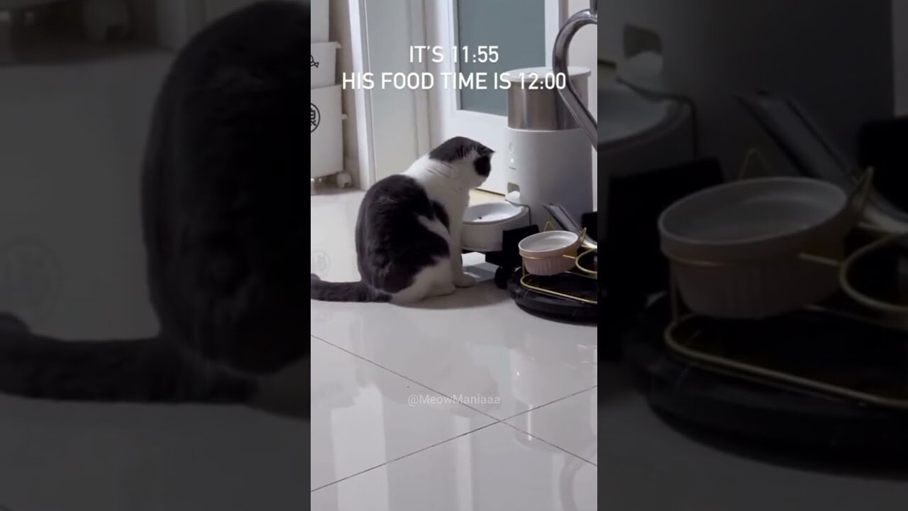 Cats That Will Make You Laugh.