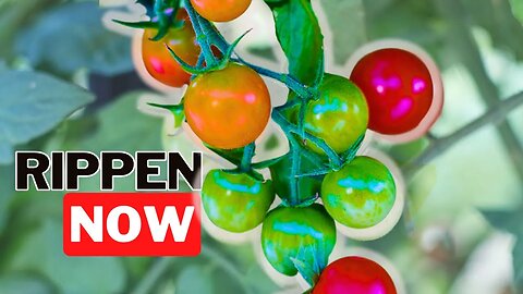 How To Get Your Tomatoes To Vine Ripen Quickly! Early Winter Here We Come!