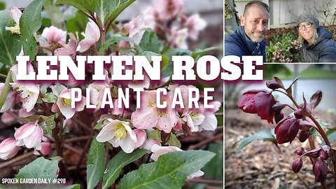 😀 Lenten Rose Care | Hellebore Plant Chat - SGD 298 😀