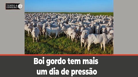 Boi gordo tem mais um dia de pressão. Dia dos pais não anima mercado varejista