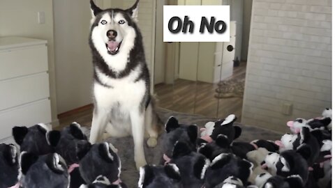 Shoked,,Surprising Meeka With 100 Puppies!(SHE GOT SCARED!)