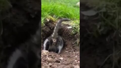 kitten tries to enter the bunny house. #shorts