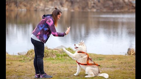 How to Train a Guard Dog at home | simple ways to train a dog