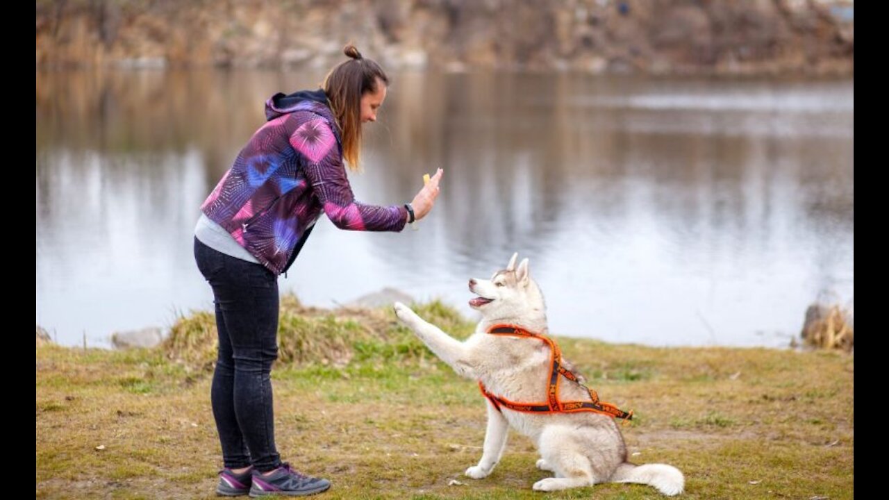 How to Train a Guard Dog at home | simple ways to train a dog