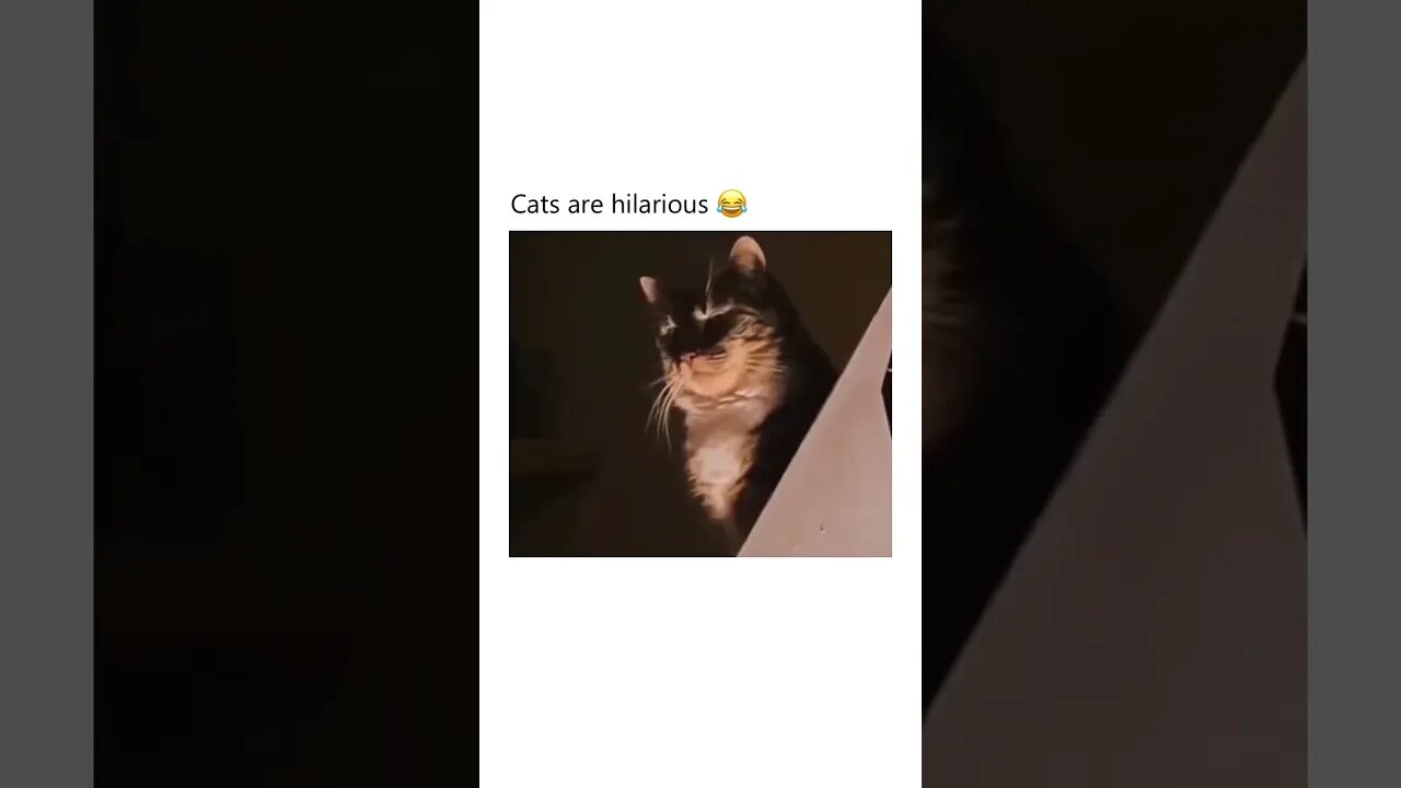 Cats are hilarious