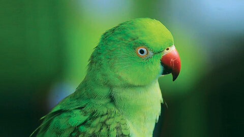 Chirping parrot wants some cuddles