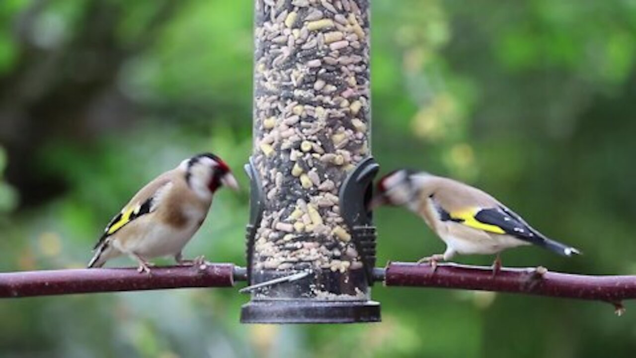 Beautiful birds eat in their nests