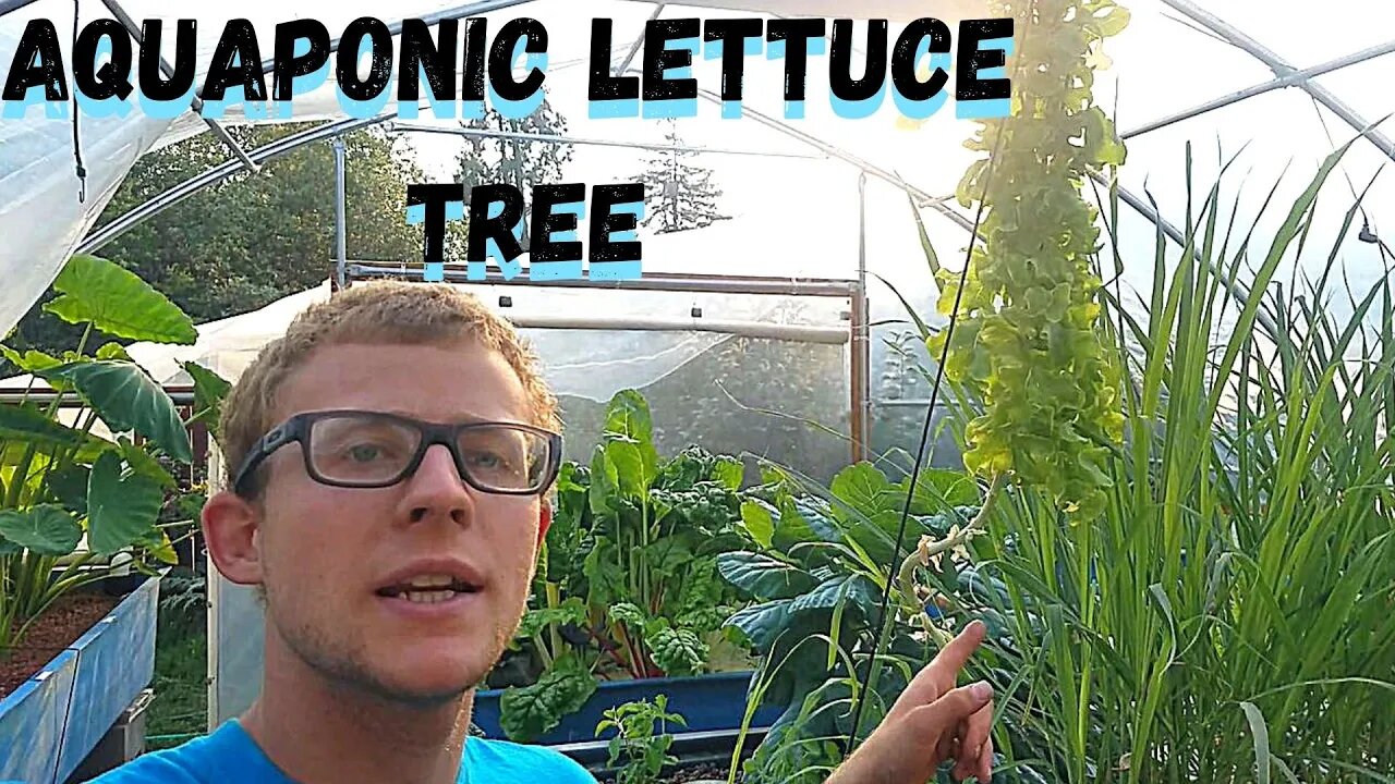 Aquaponic 6ft tall butterhead lettuce