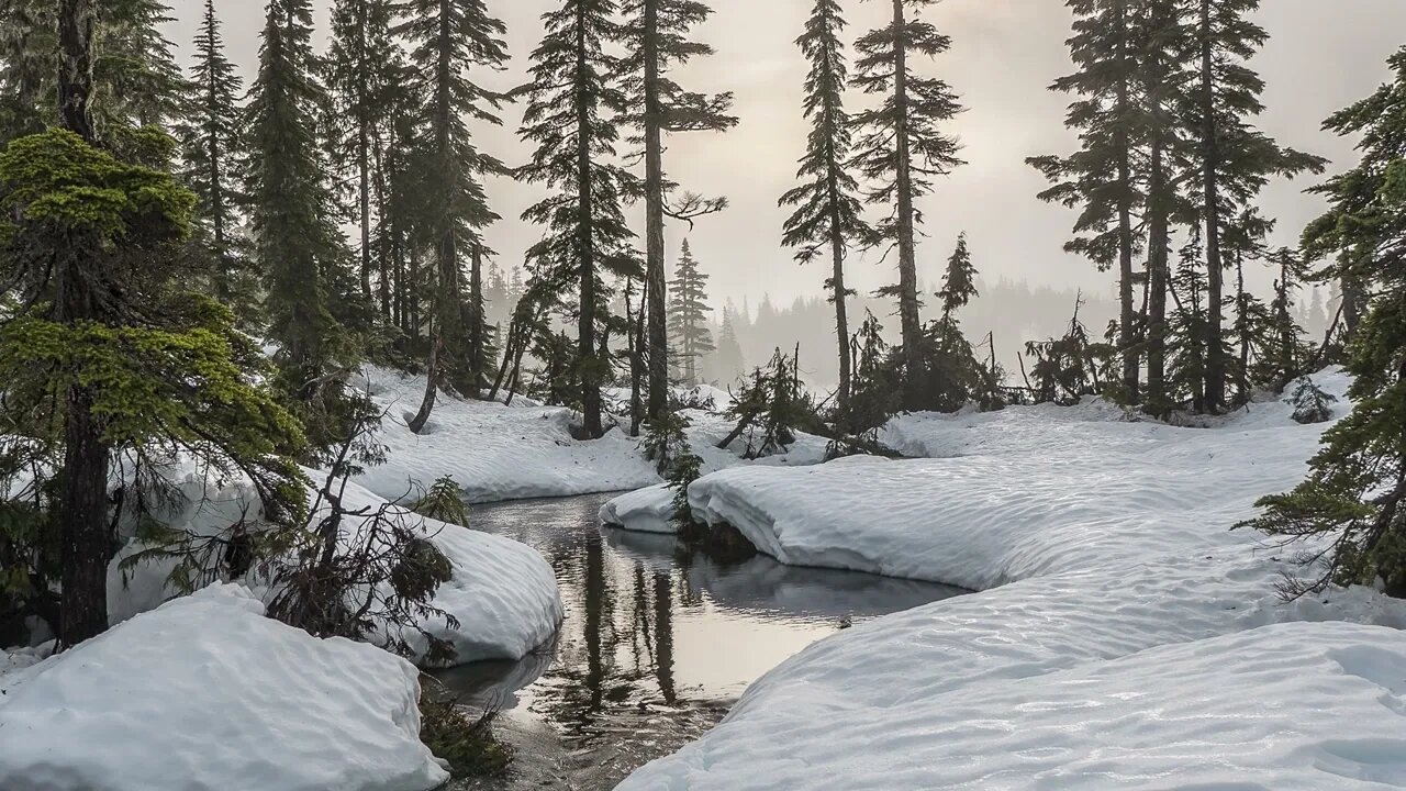 Winter in the Forest 🌲 | Meditation Music | Ambient Music For Relax, Sleep, Study, Work, Insomnia