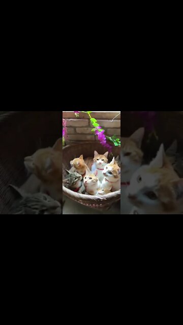 Lovely Cats #UbertainmentFun #Shorts #ytshorts #youtubeshorts #cats #Fun #viral #viralvideo2022