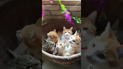 Lovely Cats #UbertainmentFun #Shorts #ytshorts #youtubeshorts #cats #Fun #viral #viralvideo2022