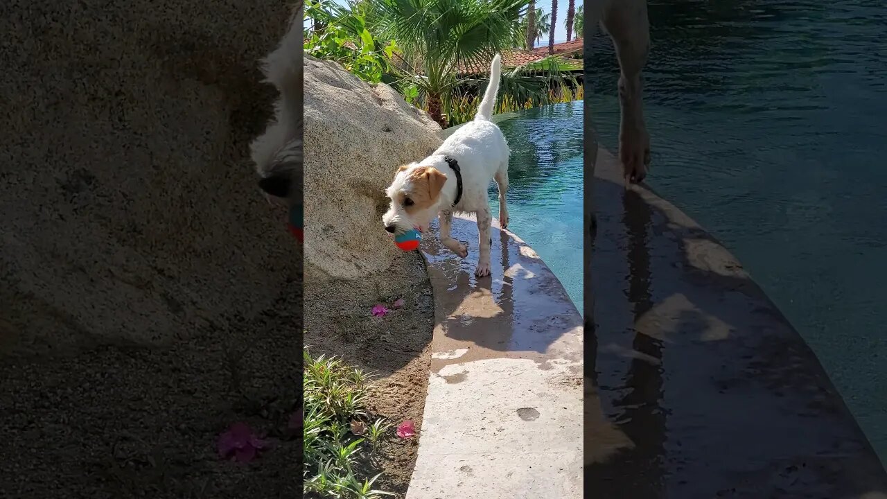 Ares a pool dog