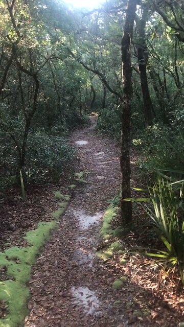 Pee Wees Big Adventure 🚲🕷🦟