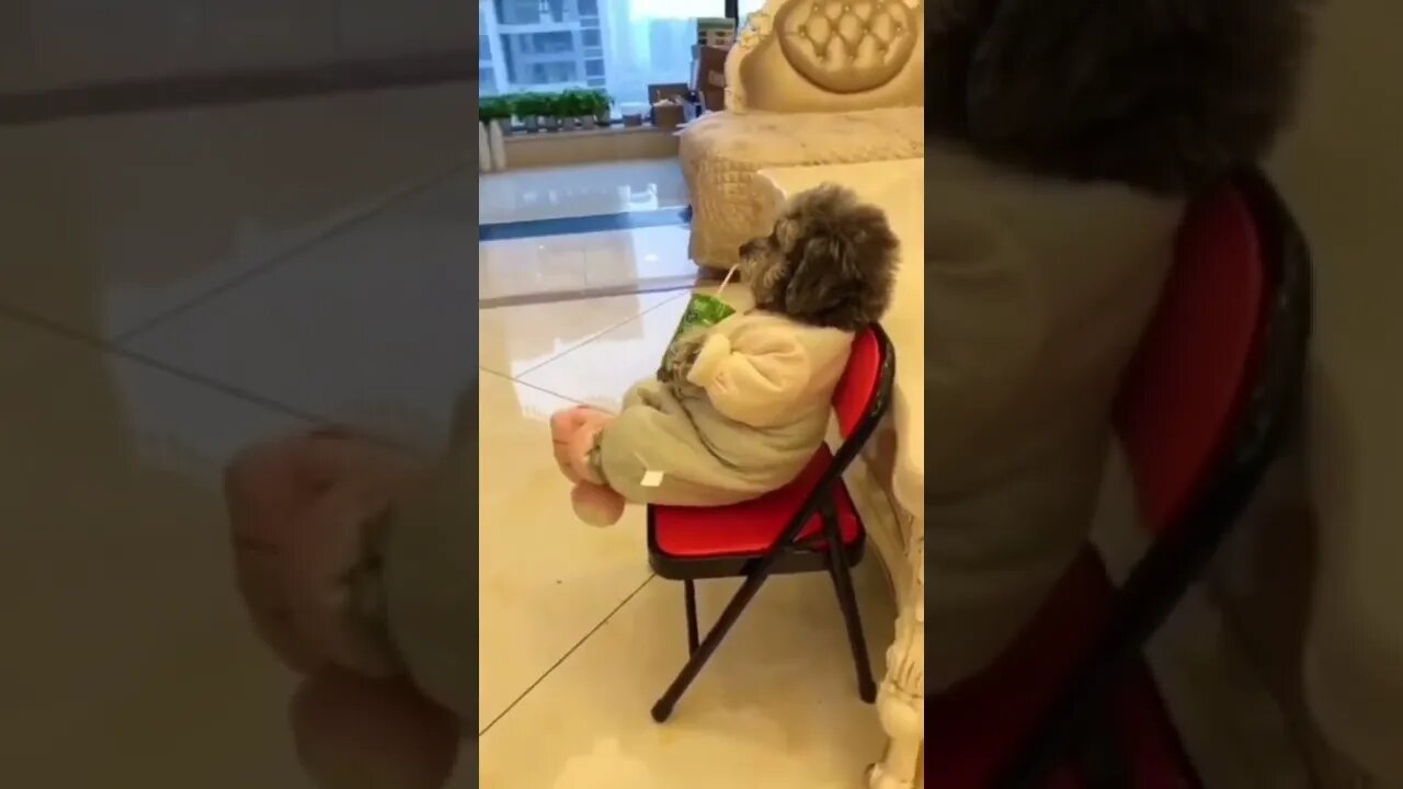 Cute Dog watching TV