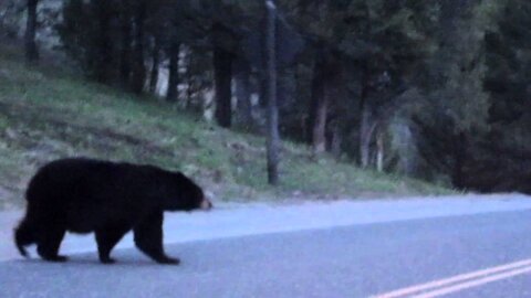 Black Bear Crossing In Front of Our Car