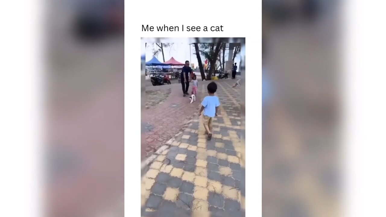 I CANT STOP LAUGHING AT FUNNY CAT VIDEOS