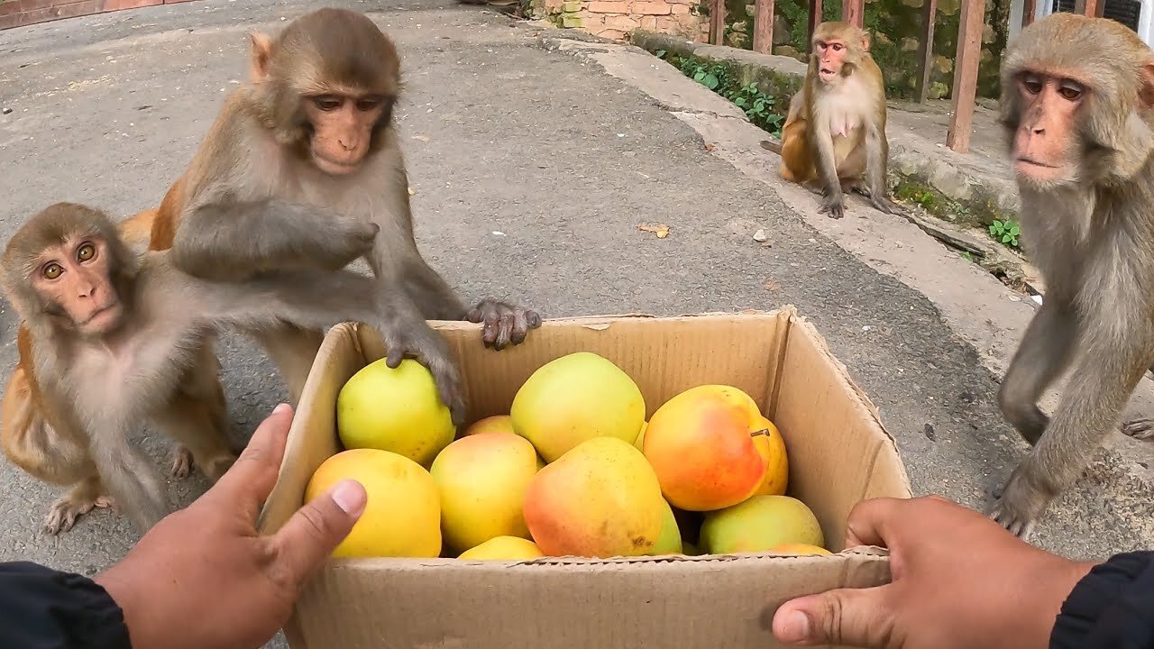 😮 Can MonkeyAnimals Eating My Apple Fruits