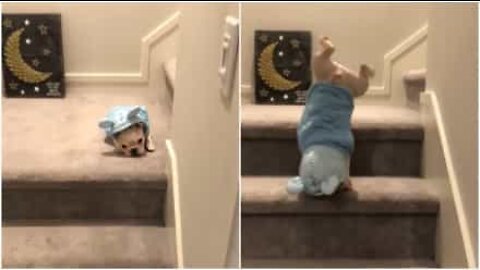 Bebé buldogue francês faz pino enquanto desce escadas