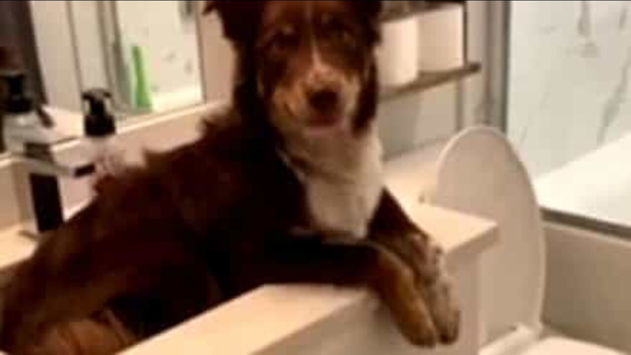 Cão tenta se refrescar na pia do banheiro!