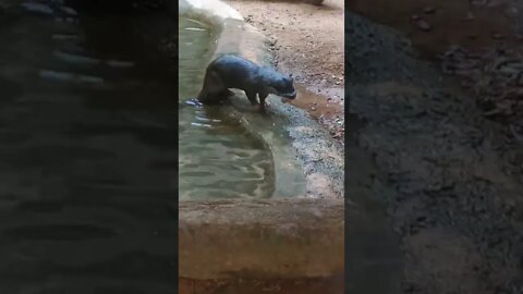 I caught these Otters while they were eating lunch. 🥩