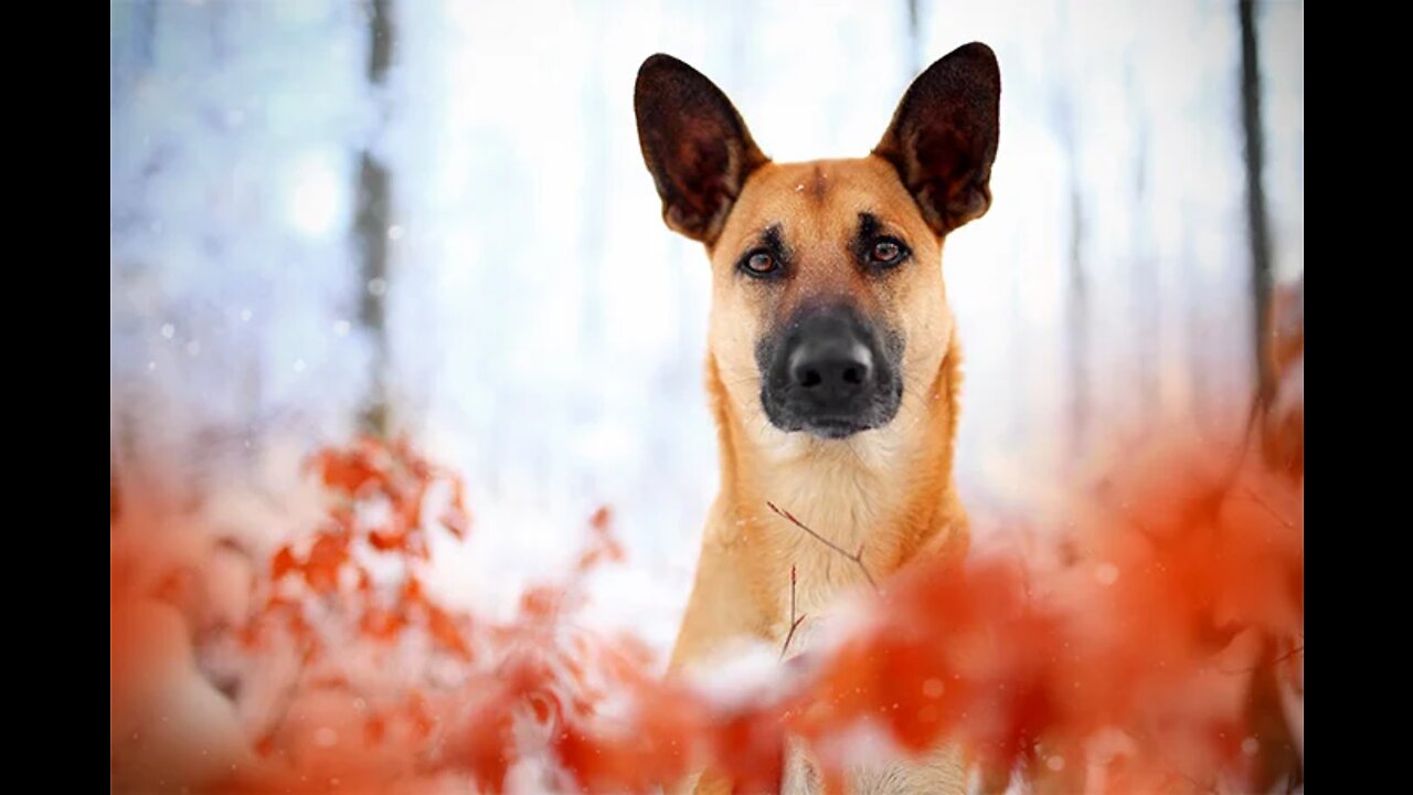 How to teach your dog to listen to you | Dog Training with French Commands Demonstration