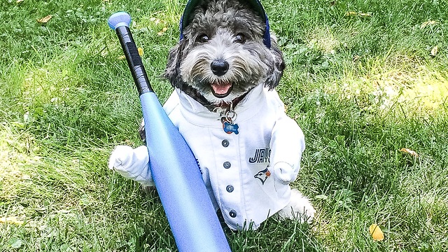 Talented canine shortstop struts his stuff