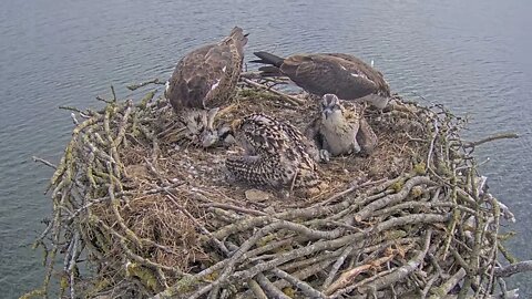 eagle nest with kids