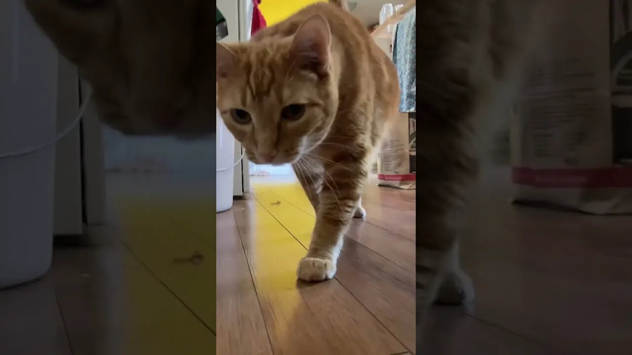 Ginger Cat Strut #gingercat #shorts #cat