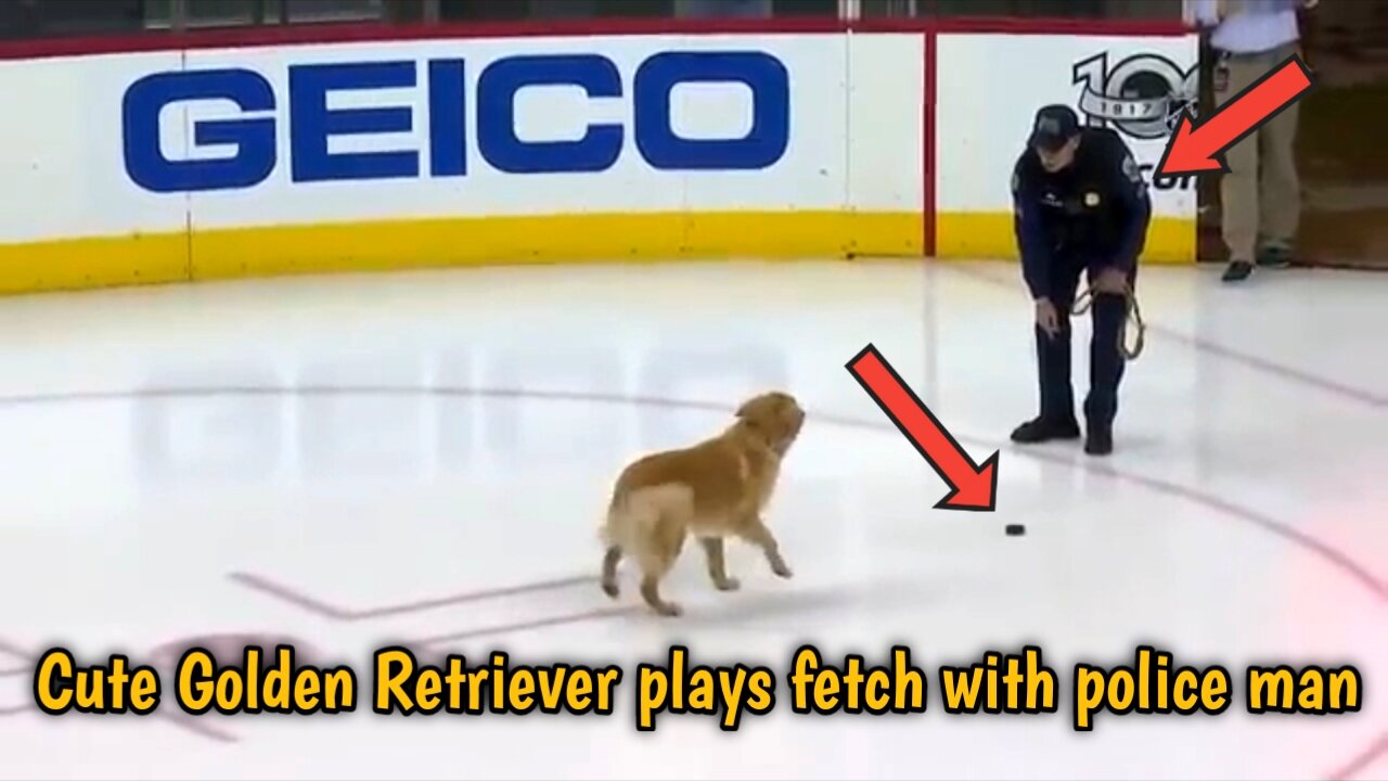 Cute Golden Retriever puppy plays fetch before a hockey game starts