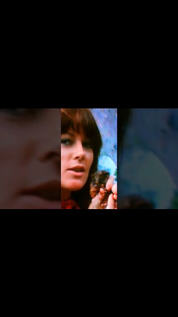 #abba #frida #possum #australia 🦘#shorts