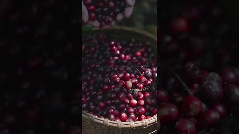 This Small Fruit Refresh Your Mood | Falsa Fruit #shorts #ytshorts