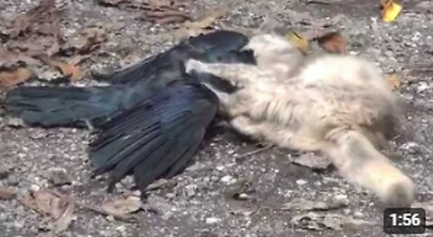 Strong Mother Cat catching a crow