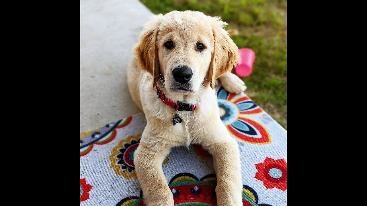 Check out this puppy's adorable dive into a ball pit