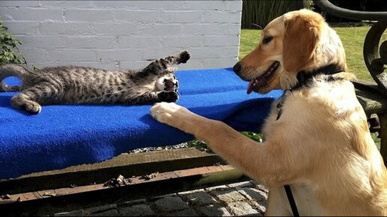 Cats and dogs are Bully animals