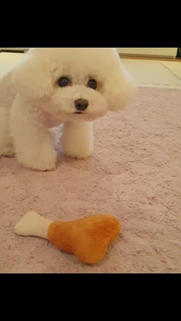 Hilarious poodle desperately wants owner to throw toy
