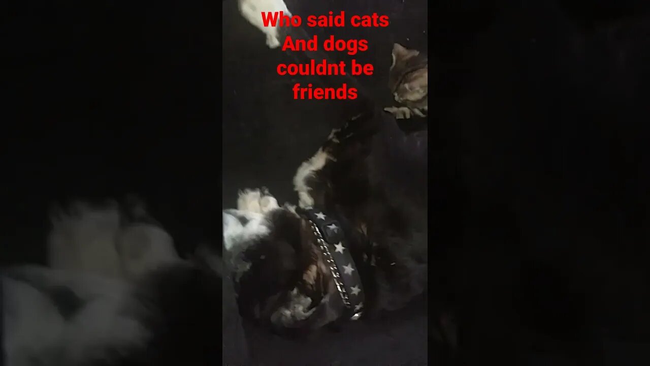 sooo cute a kitten and my dog sleeping together