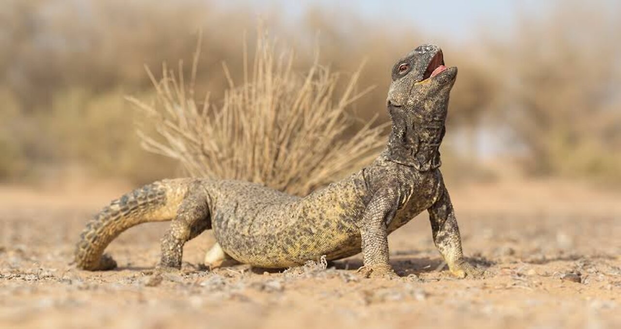 Lizard and Leopard fighting || Animals Fight Action