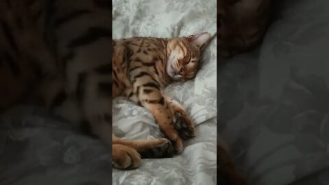 The Bengal Snore 😹😴 #bengalcat #snoringcat #viral