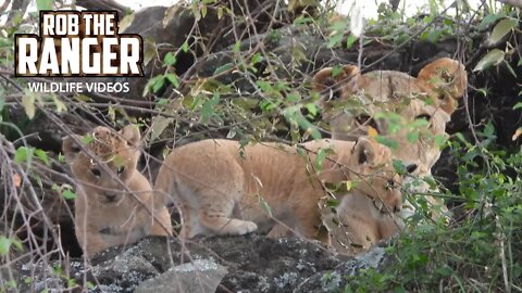 At The Lions Den! | Maasai Mara Safari | Zebra Plains