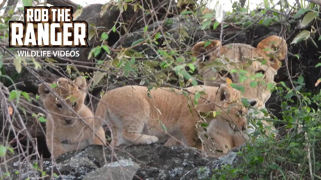 At The Lions Den! | Maasai Mara Safari | Zebra Plains